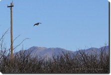 1-26-2016-cr__D7K0934.jpg