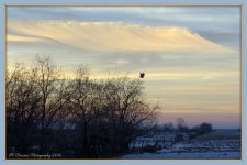 Bird Refuge at Sunset 1-26-2016.jpg