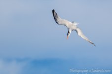 DSC_8292.jpg