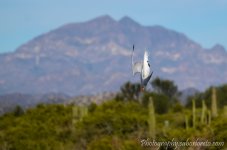 DSC_8314.jpg