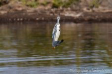 DSC_8315.jpg