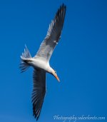 DSC_8302.jpg