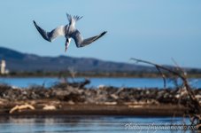 DSC_8296.jpg