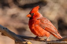 DSC_7852.jpg