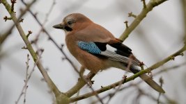DSC_8545-Edit.jpg