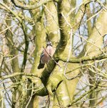 bird3.jpg