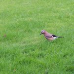 bird1.jpg
