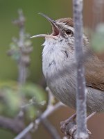 Wren2.jpg