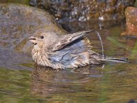 Finch16.jpg