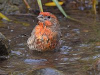 Finch8.jpg