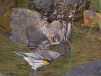 Finch14.jpg