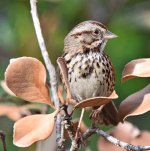 Sparrow4.jpg