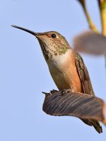 Hummer3.jpg