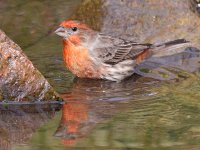 Finch2.jpg