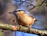 DSC_0036nut1.jpg