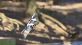 DSC_5159.jpg