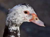 Duck6.jpg