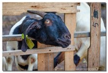 black-head-1-test.jpg