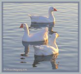 Three White Geese 1-28-2016.jpg