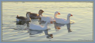 Five Geese 1-28-2016.jpg
