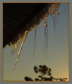 Golden Icicles #2 1-28-2016.jpg
