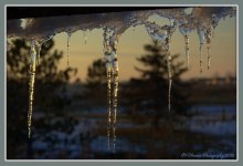 Golden Icicles #3 1-28-2016.jpg