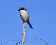 1-28-16-cr_D7K0968.jpg