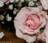 DSC_3825.jpg