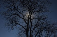 MoonLit Tree.jpg