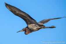 DSC_8660.jpg