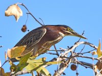 GreenHeron.jpg