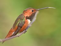 Hummer3.jpg