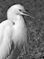EgretBW.jpg