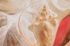 29 January 2016 - The Shells She Sells.jpg