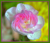 Pink Carnation #2 1-29-2016.jpg