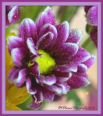 Purple and Yellow Flowers 1-29-2016.jpg