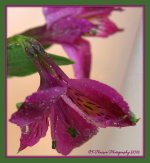 Purple Flower #2 1-29-2016.jpg