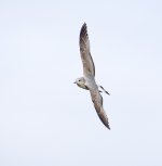 DSC_5275.jpg