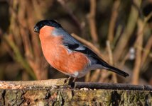 DSC_0092bf2.jpg