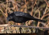 DSC_0010bb1.jpg