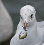 DSC_5239.jpg
