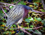 1-30-16 Wetlands   1.jpg
