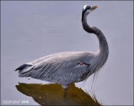 1-30-16 Wetlands   3.jpg