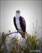 1-30-16 Wetlands   2.jpg
