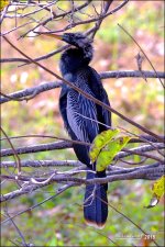 1-30-16 Wetlands   4.jpg