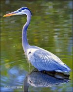 1-30-16 Wetlands   5.jpg