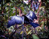 1-30-16 Wetlands   6.jpg