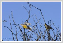 1-30-2016-cr__D7K1001.jpg