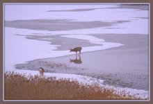 Two Deer on Antelope Island 1-30-2016.jpg