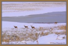 Five Deer on Antelope Island 1-30-2016.jpg